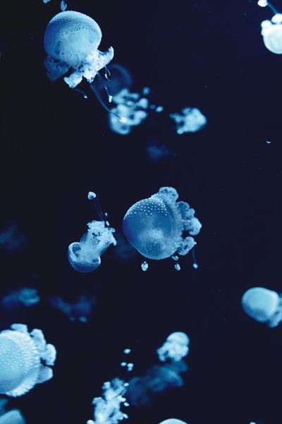 水中的白蓝水母